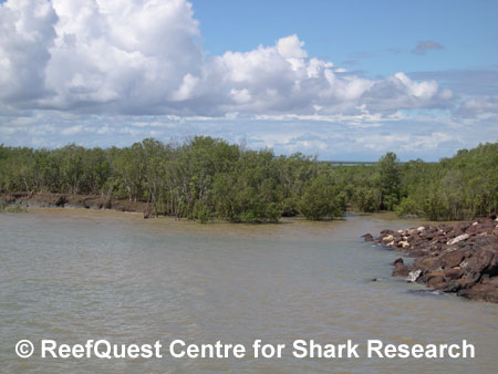 Fitzroy River, Australia, 
© R.Aidan Martin, ReefQuest 
Centre for Shark Research