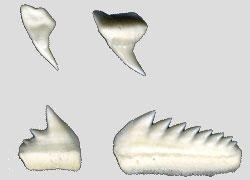 Sixgill upper and lower teeth