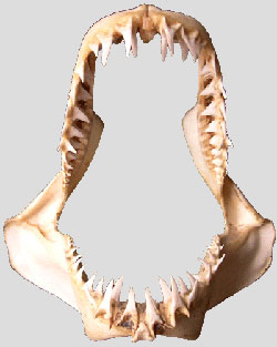 Jaws of a Shortfin Mako