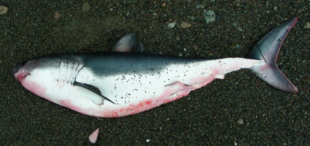 Salmon Shark, courtesy of Parks Canada, Pacific Rim National Park