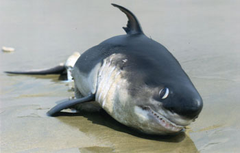 Salmon Shark, courtesy of Parks Canada, 
Pacific Rim National Park