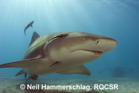 Lemon Shark, Bimini, 
© Neil Hammerschlag, RQCSR