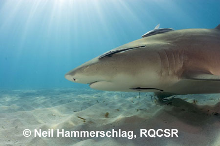 Lemon Shark, Bimini, 
 Neil Hammerschlag, RQCSR