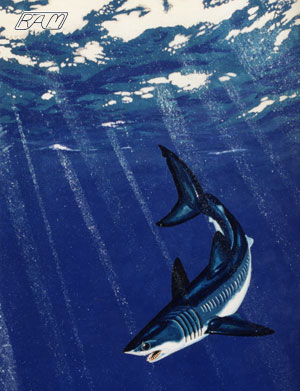 Painting of a Shortfin Mako 
© R.Aidan Martin, ReefQuest 
Centre for Shark Research