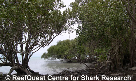 Estuary mangroves, 
© Anne Martin, ReefQuest 
Centre for Shark Research