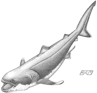 Deep Sea: Megamouth Shark