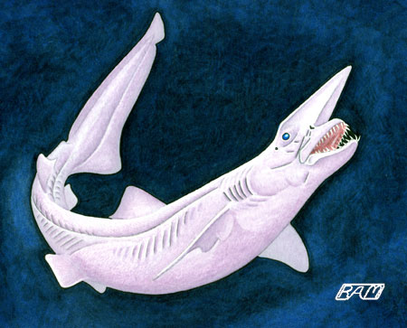 Goblin Shark Dimensions & Drawings