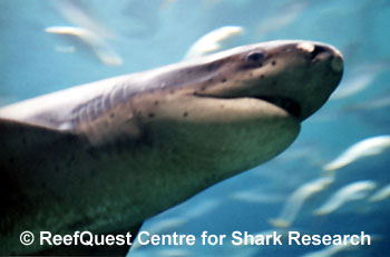Broadnose Sevengill Shark 
© Anne Martin, ReefQuest 
Centre for Shark Research