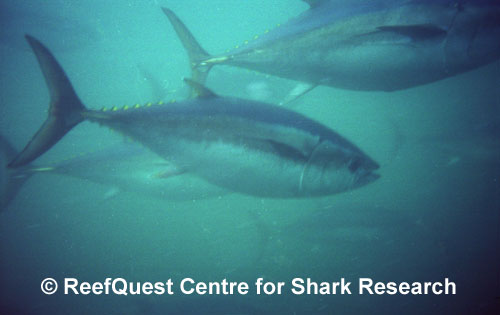 Southern Bluefin Tuna 
 R.Aidan Martin, ReefQuest
Centre for Shark Research