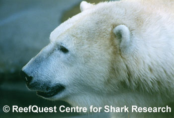 Polar Bear 
© Anne Martin, ReefQuest 
Centre for Shark Research