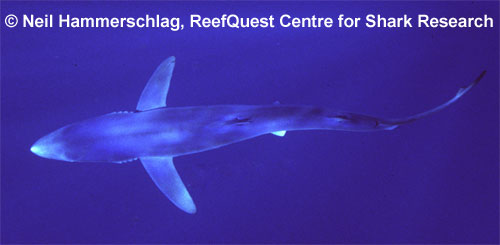 Blue Shark © Neil Hammerschlag, 
ReefQuest Centre for Shark Research