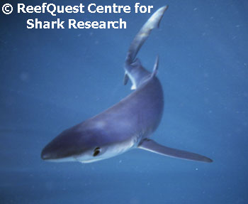Blue Shark in the open ocean 
© R.Aidan Martin, ReefQuest 
Centre for Shark Research