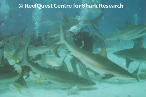 Caribbean Reef Sharks 
 Tom Raycove, RQCSR