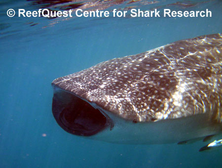 Rhincodon typus, 
© R. Aidan Martin, ReefQuest 
Centre for Shark Research