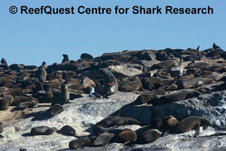 Cape Fur Seals 
 R.Aidan Martin, ReefQuest 
Centre for Shark Research