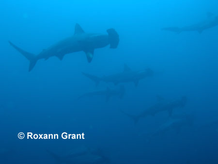 School of Scalloped Hammerheads 
 Roxann Grant