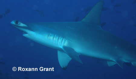 Scalloped Hammerhead 
 Roxann Grant