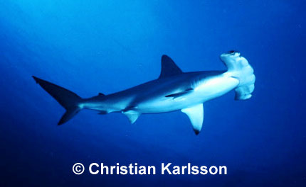 Scalloped Hammerhead 
 Christian Karlsson