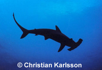 Scalloped Hammerhead 
 Christian Karlsson