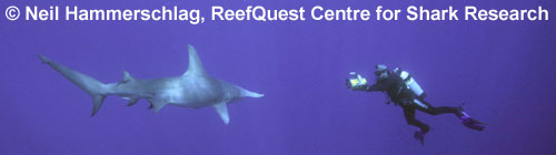 Great Hammerhead
 Neil Hammerschlag,
ReefQuest Centre for Shark Research