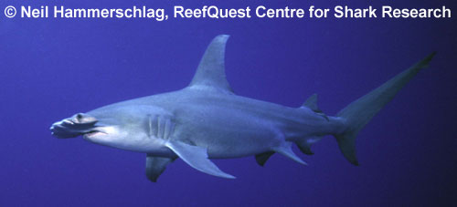 Great Hammerhead
© Neil Hammerschlag,
ReefQuest Centre for Shark Research