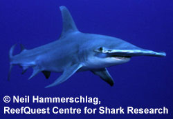 Great Hammerhead
© Neil Hammerschlag,
ReefQuest Centre for Shark Research