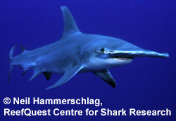 Hammerhead Shark - Big specimens feed on stingrays