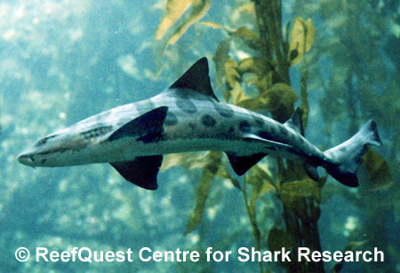 Leopard Shark in Kelp,
 Anne Martin, ReefQuest 
Centre for Shark Research