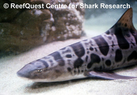 Leopard Shark,
© Anne Martin, ReefQuest 
Centre for Shark Research