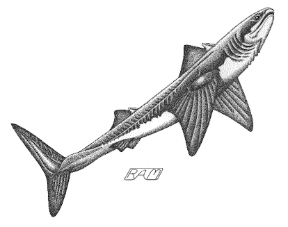 cladoselache shark fossil