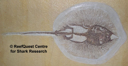 Helibatis fossil 
© Anne Martin, ReefQuest 
Centre for Shark Research