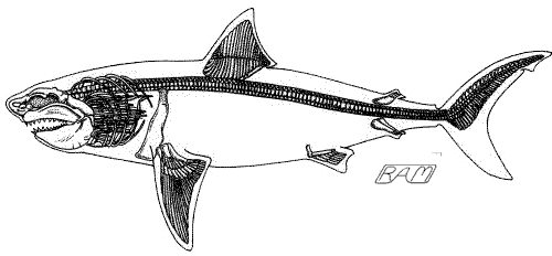 shark skeleton drawing