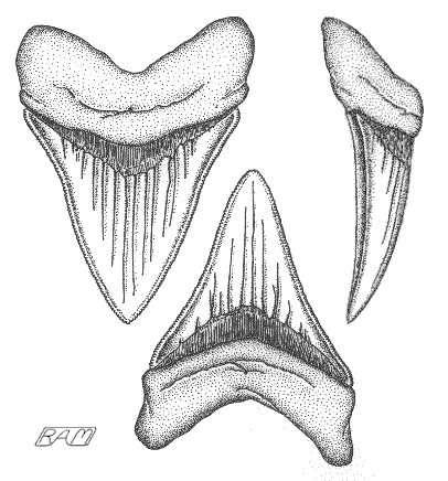 great white shark tooth size