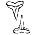 Upper and lower anterior  teeth of the Blacktip Shark  (Carcharhinus [Aprionodon] limbatus)