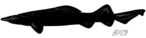 False Catshark (Pseudotriakis microdon)