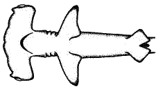 Ventral view of the
Scalloped Hammerhead
(Sphyrna lewini)