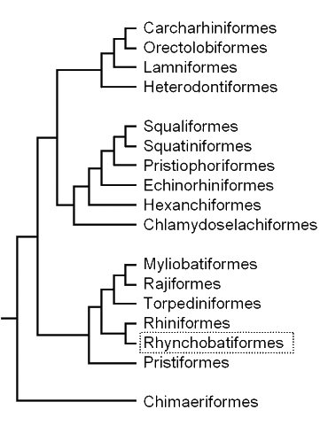 Cladogram of the batoids,