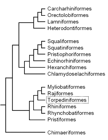 Cladogram of the batoids,