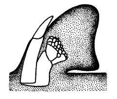 Dorsal fin skeleton
of a Horn Shark
(Heterodontus francisci)