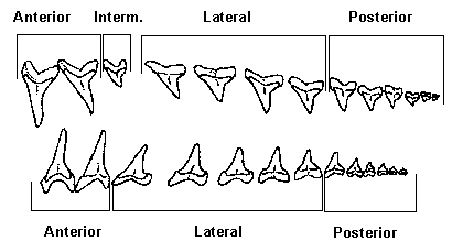 The "Lamnoid Dental Pattern", as displayed by the
dentition of the Shortfin Mako (Isurus oxyrinchus)