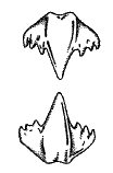 Upper and lower anterior
teeth of the Nurse Shark
(Ginglymostoma cirratum)