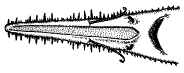 Ventral view of the head
of the Common Sawshark
(Pristiophorus cirratus)