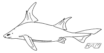 Caribbean Roughshark (Oxynotus caribbaeus)