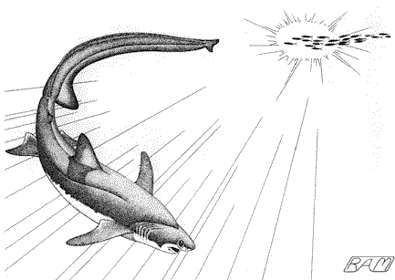 Bigeye Thresher hunting 
 R.Aidan Martin, ReefQuest 
Centre for Shark Research