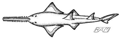 Green Sawfish (Pristis zijsron)
