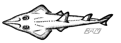 Shovelnose Guitarfish (Rhinobatos productus)