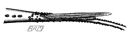 tail spines of a Southern Stingray 
(Dasyatis americana = Amphotistius longus?)