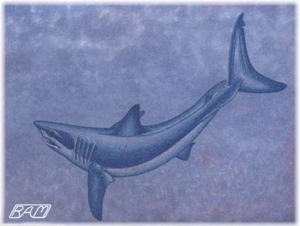Shortfin Mako Shark (Isurus oxyrinchus) sporting through the Deep Blue Sea