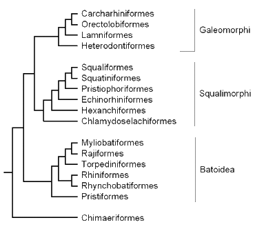 Cladogram of elasmobranch 
groups, showing the position 
of the batoids