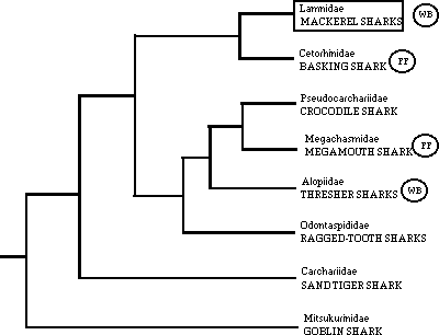 Cladogram of the lamnoid 
sharks, showing the occurrence of 
warmbodiedness and filter feeding